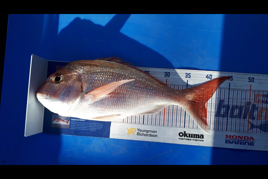 Sarah Jolliffe caught this 39.0cm Snapper at Tiri during The Hirepool Baitmates Fishing Comp