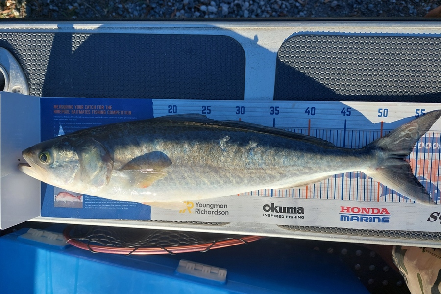 Barry  Howard caught this 53.0cm Kahawai at Hauraki Gulf during The Hirepool Baitmates Fishing Comp