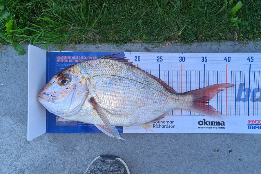 David Kovacs caught this 35cm Snapper at Taranaki port during The Hirepool Baitmates Fishing Comp