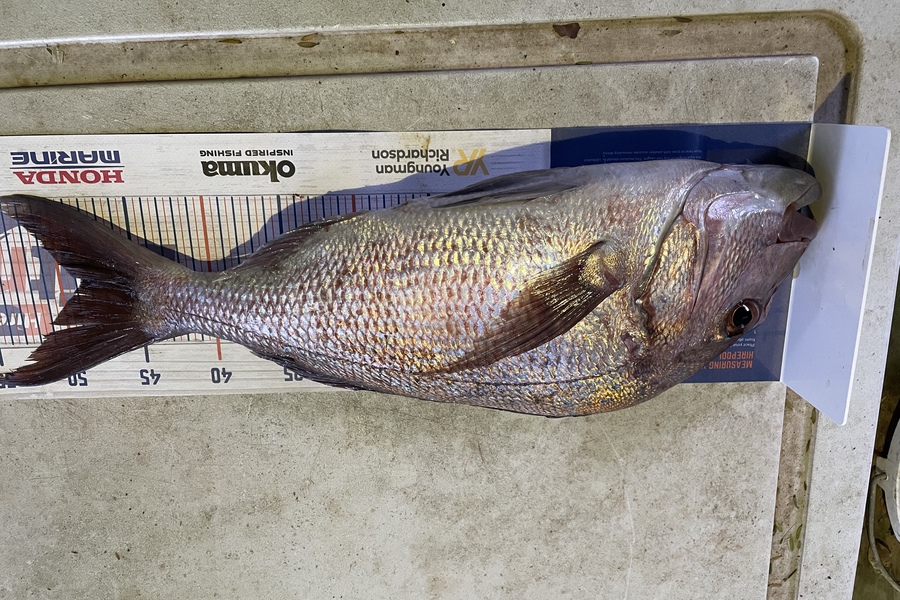 Ben Moran caught this 48.0cm Snapper at Chicks during The Hirepool Baitmates Fishing Comp