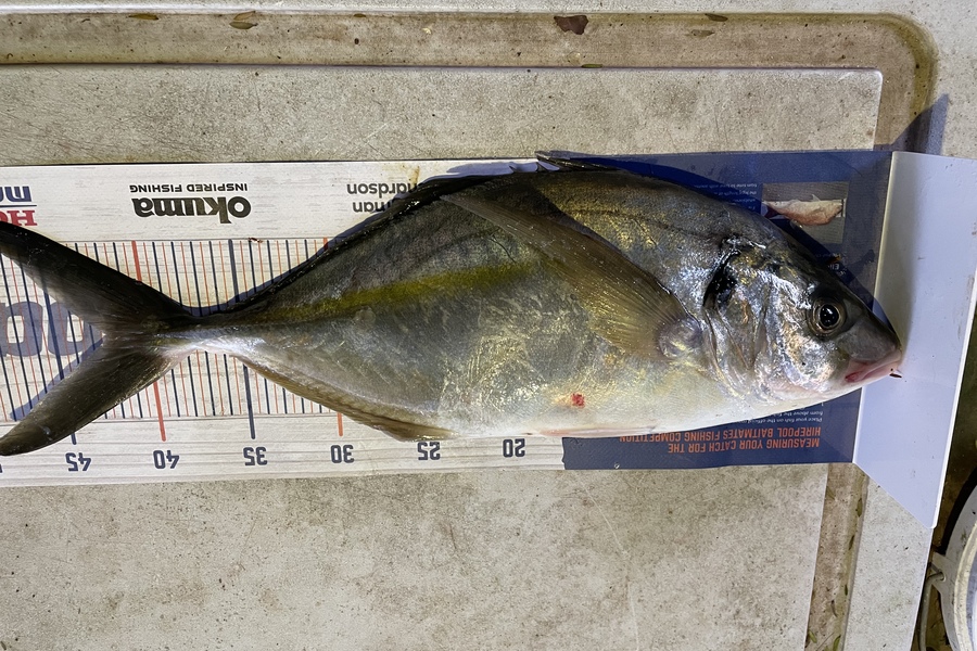Ben Moran caught this 42.0cm Trevally at Chicks during The Hirepool Baitmates Fishing Comp