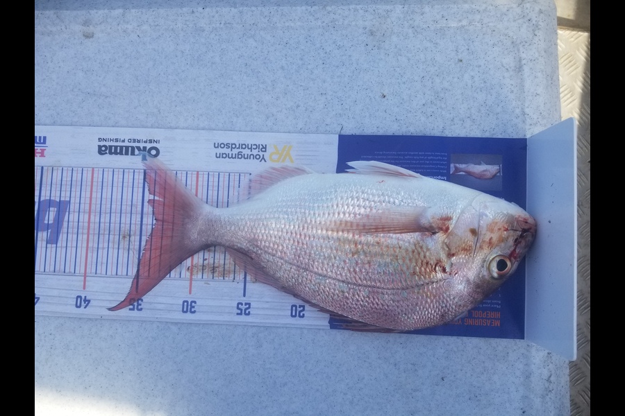 Wayne Buchanan caught this 33.5cm Snapper at Raglan during The Hirepool Baitmates Fishing Comp
