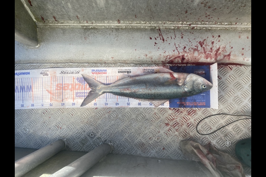 Aaron  McClennan caught this 51.5cm Kahawai at Coromandel  during The Hirepool Baitmates Fishing Comp