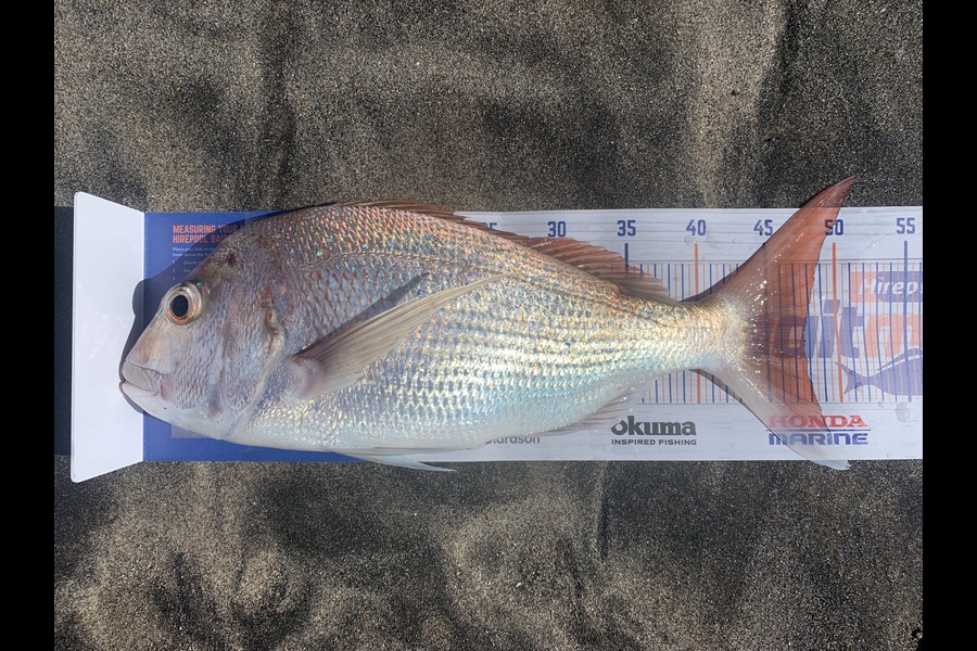 Shannon Millar caught this 47.5cm Snapper at Papamoa East during The Hirepool Baitmates Fishing Comp