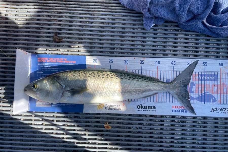 Hayden Parker caught this 49.0cm Kahawai at Kaipara Harbour  during The Hirepool Baitmates Fishing Comp