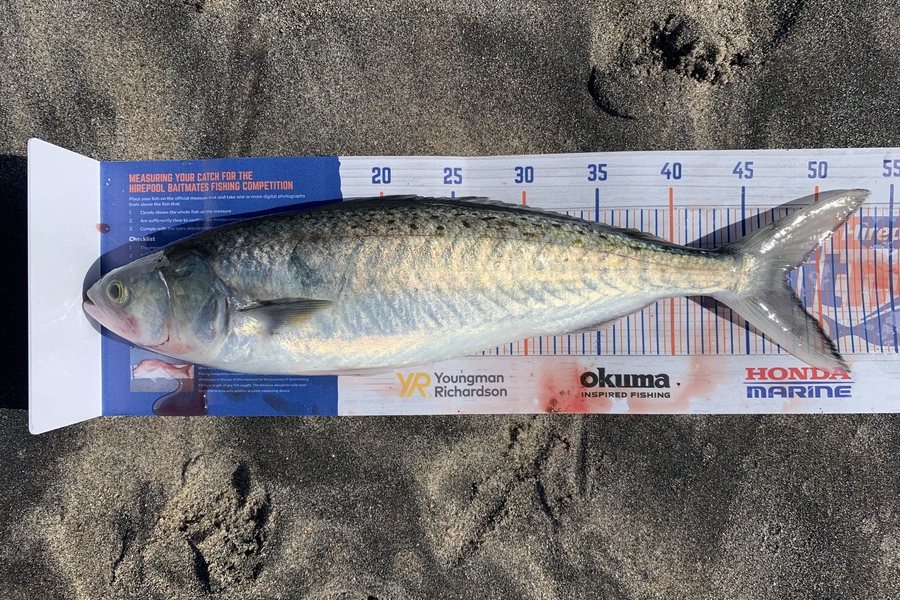 Shannon Millar caught this 47.5cm Kahawai at Papamoa East  during The Hirepool Baitmates Fishing Comp