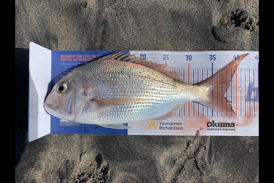 Shannon Millar caught this 37.5cm Snapper at Papamoa East  during The Hirepool Baitmates Fishing Comp