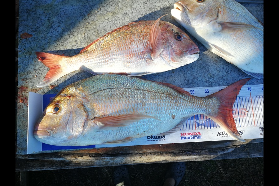 Jonathan  Murrow  caught this 63.0cm Snapper at Wanganui during The Hirepool Baitmates Fishing Comp
