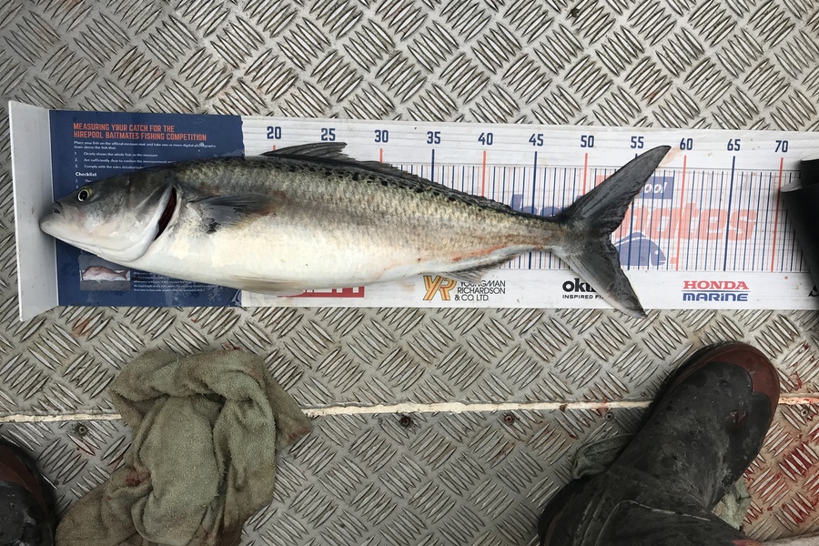 Joseph Peeti caught this 52.5cm Kahawai at Wanganui  during The Hirepool Baitmates Fishing Comp
