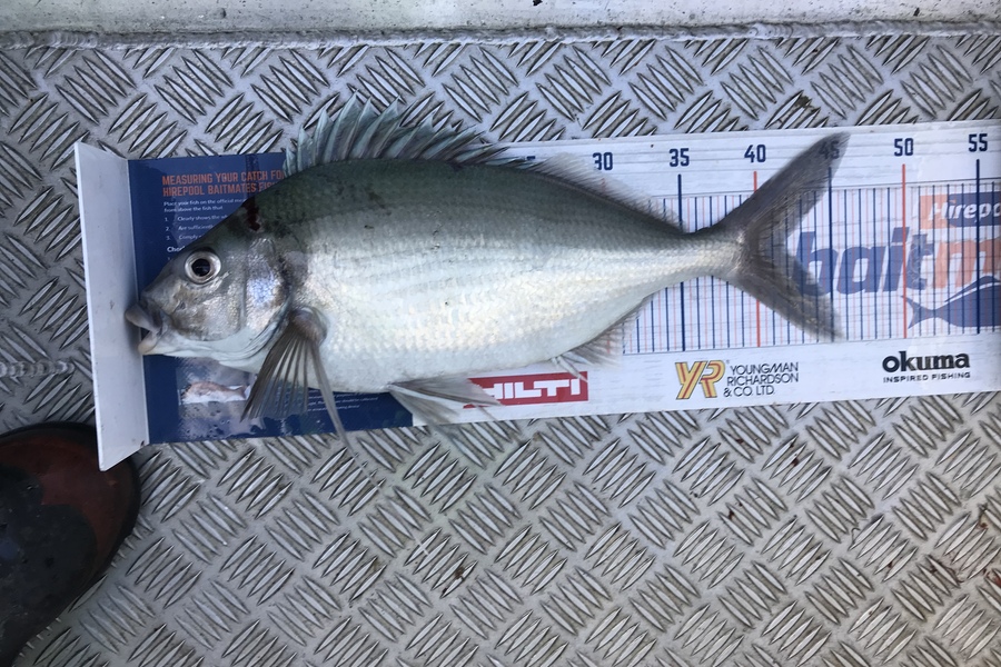 Joseph Peeti caught this 41.5cm Tarakihi at Wanganui  during The Hirepool Baitmates Fishing Comp