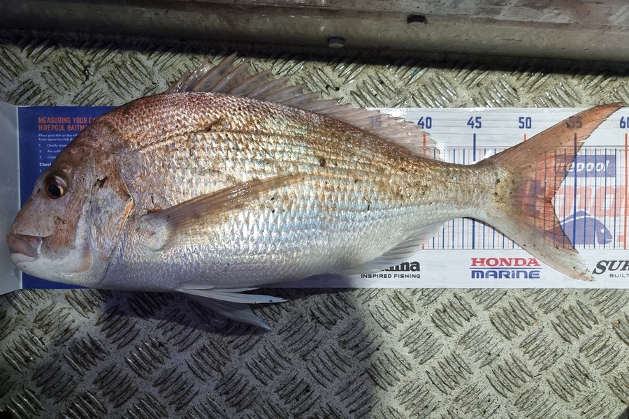 Phillip Rose caught this 52.5cm Snapper at Golden Bay during The Hirepool Baitmates Fishing Comp