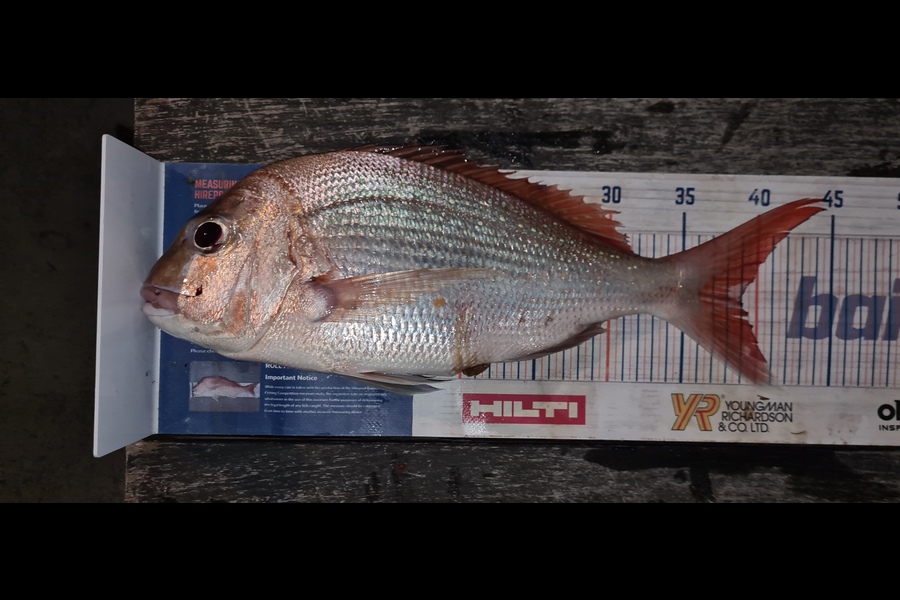 Jeff Cunningham caught this 39.0cm Snapper at Ruakaka during The Hirepool Baitmates Fishing Comp