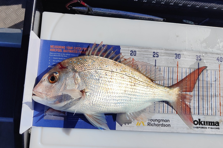 Lloyd Wood caught this 33.0cm Snapper at Mount Maunganui during The Hirepool Baitmates Fishing Comp
