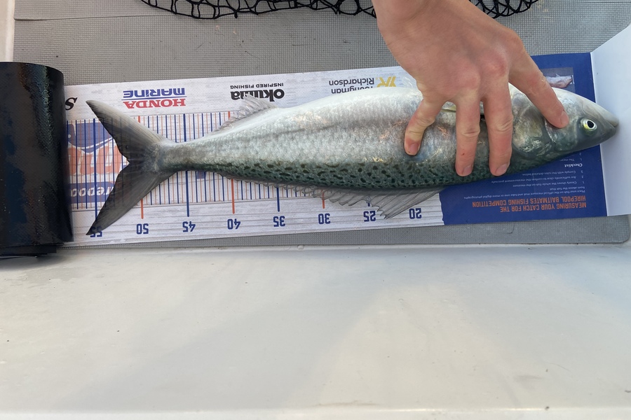 Oliver Adams caught this 51.0cm Kahawai at Kawau Bay during The Hirepool Baitmates Fishing Comp