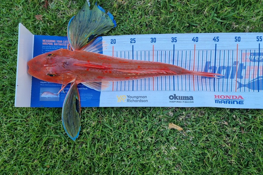 Aidan Parker caught this 44cm Gurnard at Kapiti  during The Hirepool Baitmates Fishing Comp
