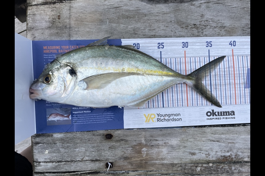 Tegan  Hollier caught this 33.0cm Trevally at Hauraki Gulf  during The Hirepool Baitmates Fishing Comp