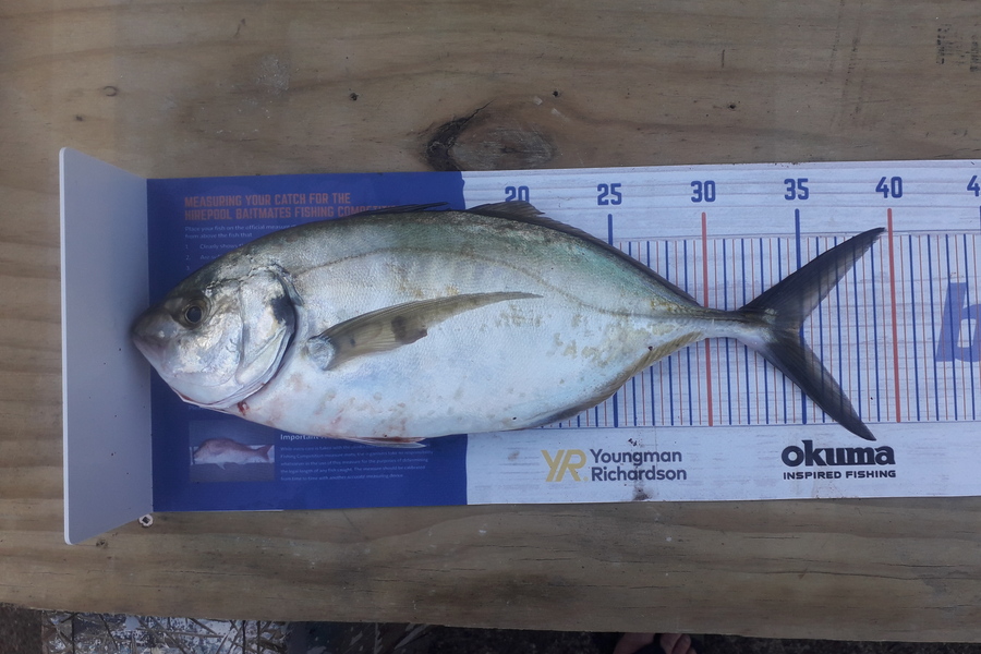 Karl Williamson caught this 34.5cm Trevally at Manukau harbour  during The Hirepool Baitmates Fishing Comp