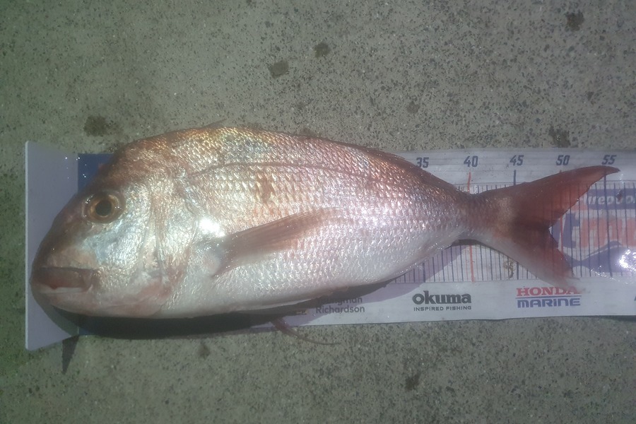 Ben Cullen caught this 48.5cm Snapper at Kawau during The Hirepool Baitmates Fishing Comp
