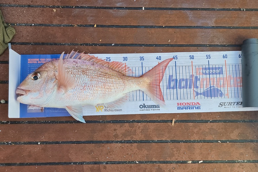 Matt Barker caught this 40.0cm Snapper at Coramandle during The Hirepool Baitmates Fishing Comp