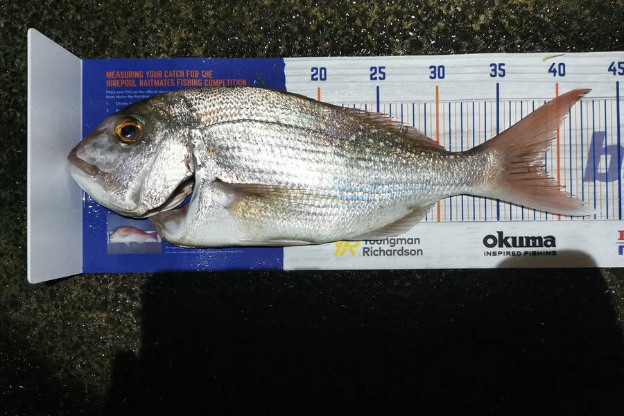 Harry Shi caught this 36cm Snapper at Tomarata during The Hirepool Baitmates Fishing Comp