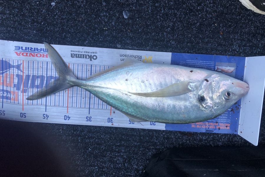 Dean Taylor caught this 42cm Trevally at Matakana during The Hirepool Baitmates Fishing Comp