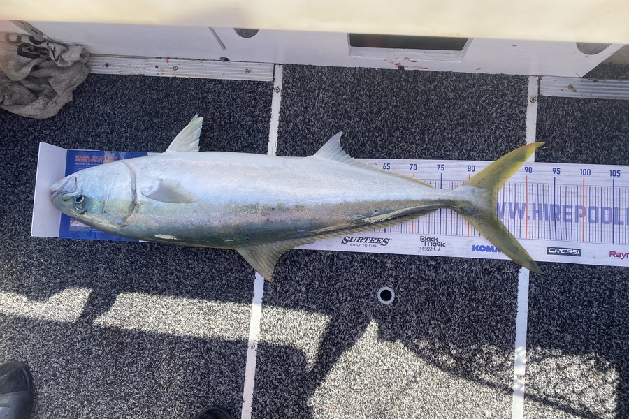 Jono Moffat caught this 85.0cm Kingfish at Mount maunganui during The Hirepool Baitmates Fishing Comp