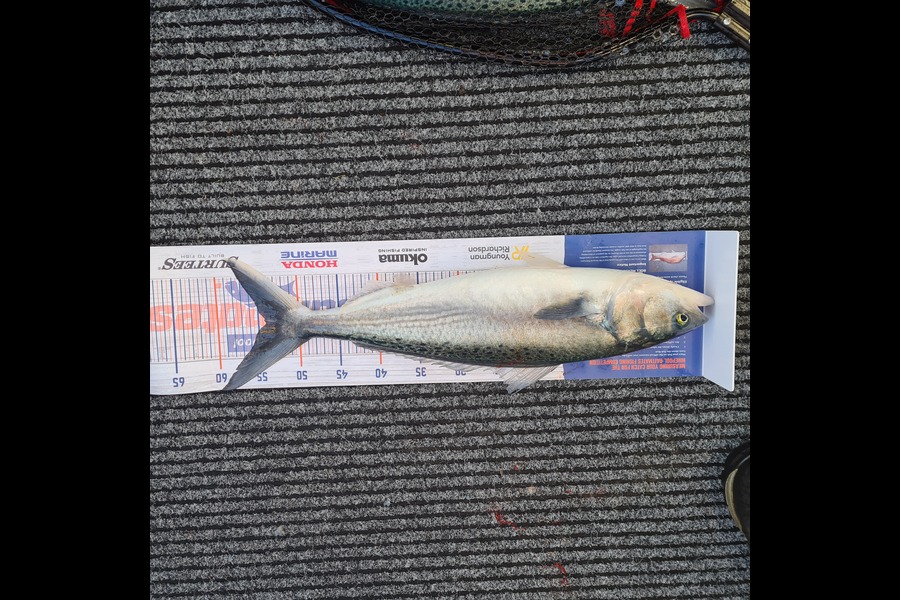 Jacqui Law caught this 54.0cm Kahawai at Wanganui during The Hirepool Baitmates Fishing Comp