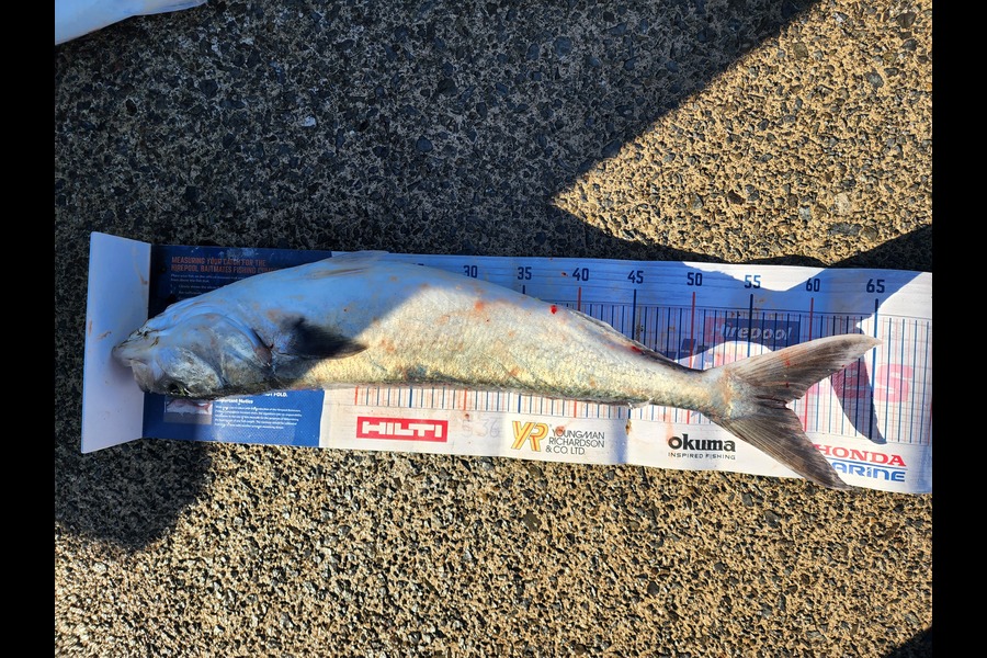 Rosanne Bright caught this 57.5cm Kahawai at Hauraki Guld during The Hirepool Baitmates Fishing Comp