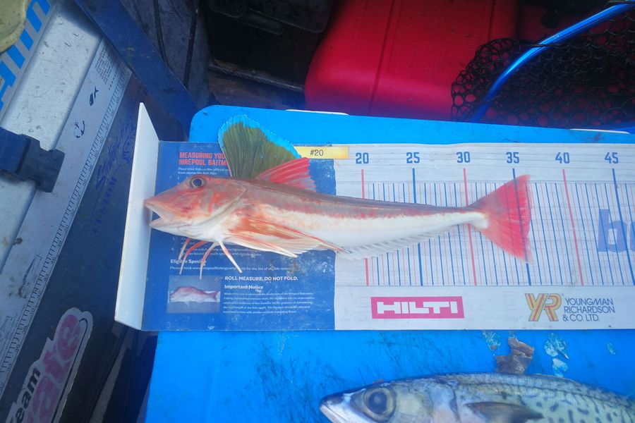 Leigh Page caught this 36.0cm Gurnard at Wellington south coast during The Hirepool Baitmates Fishing Comp