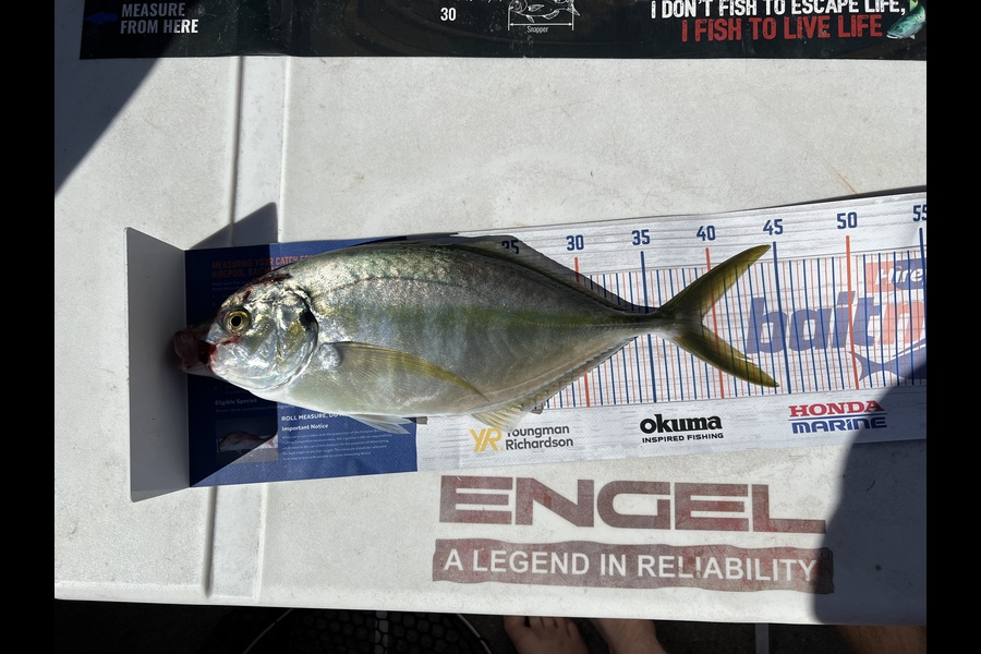 Brad Freeman caught this 39.0cm Trevally at Kawau during The Hirepool Baitmates Fishing Comp