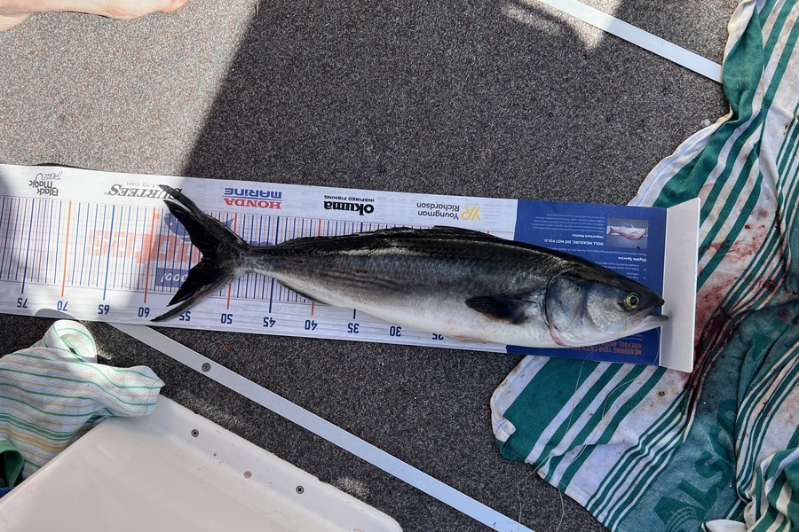 Brad Freeman caught this 53.5cm Kahawai at Kawau during The Hirepool Baitmates Fishing Comp