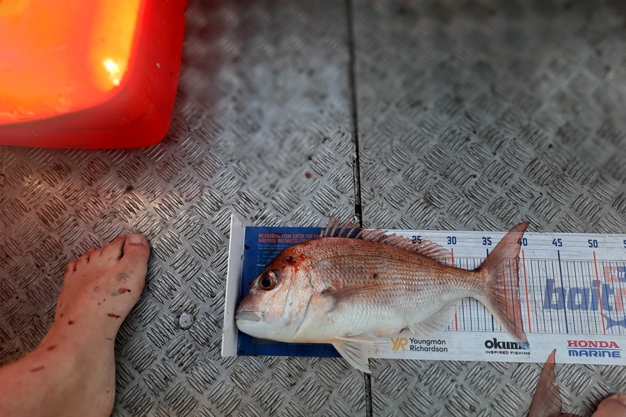 James Shelley caught this 38.5cm Snapper at Firth of thames  during The Hirepool Baitmates Fishing Comp