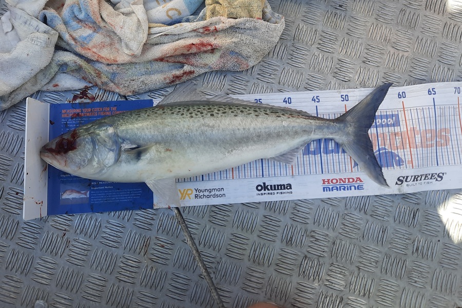 James Shelley caught this 53.5cm Kahawai at Firth of thames  during The Hirepool Baitmates Fishing Comp