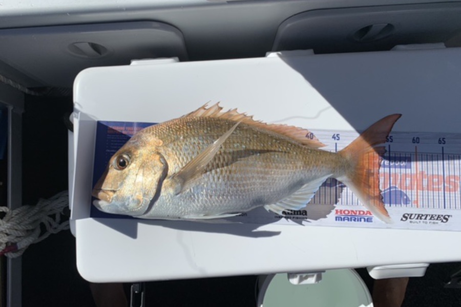 Neville Davy caught this 53.0cm Snapper at Coromandel  during The Hirepool Baitmates Fishing Comp