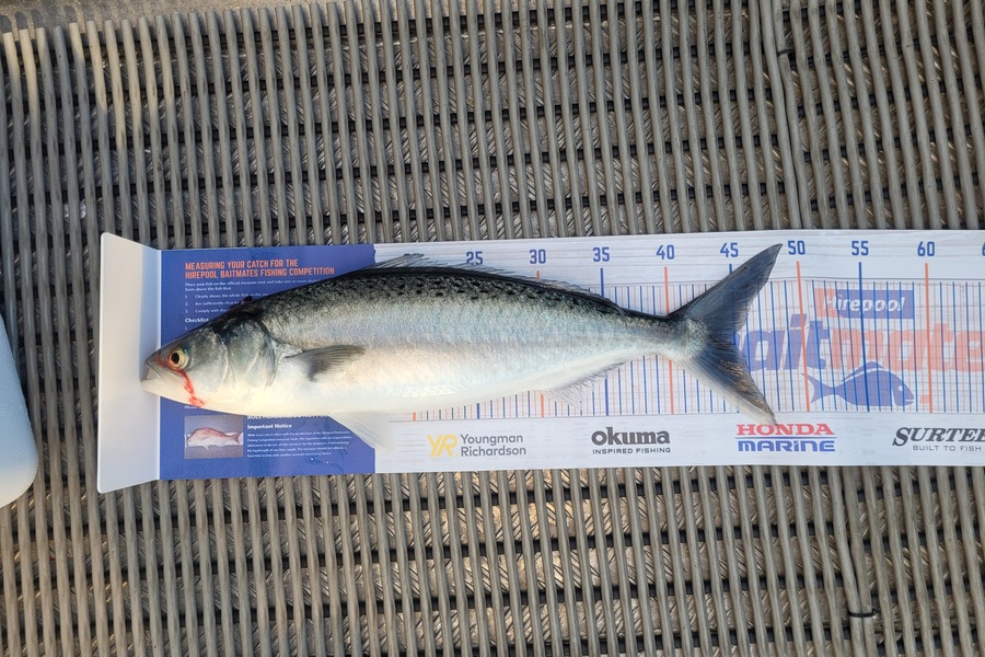 Josh Blackie caught this 44.5cm Kahawai at Bay of plently during The Hirepool Baitmates Fishing Comp