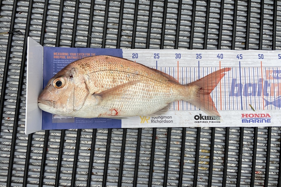 Logan Gedson caught this 37.5cm Snapper at Bop during The Hirepool Baitmates Fishing Comp