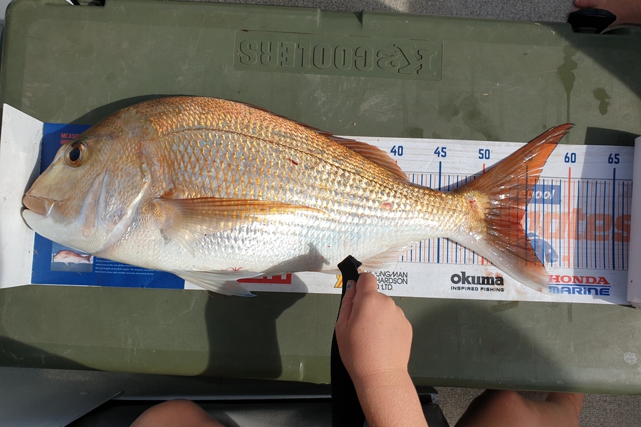 Paul  Towersey  caught this 54.0cm Snapper at Kaipara during The Hirepool Baitmates Fishing Comp
