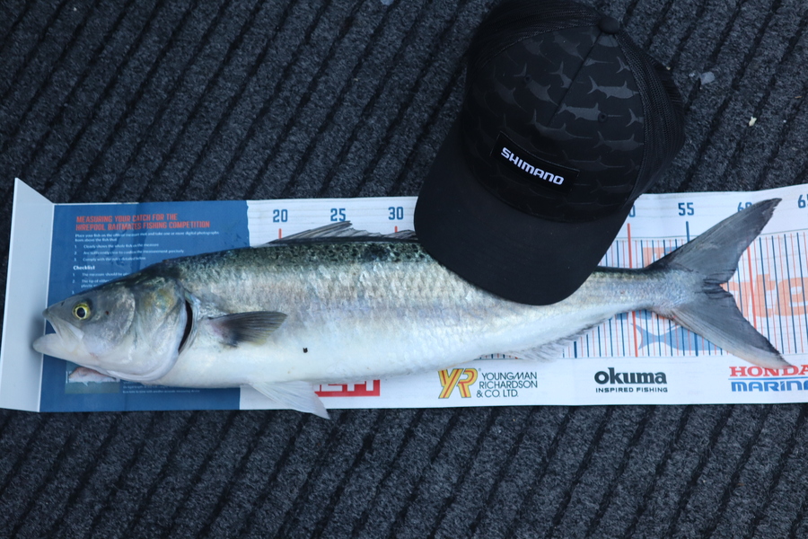 Mark Cotton caught this 57.0cm Kahawai at Tasman Bay during The Hirepool Baitmates Fishing Comp