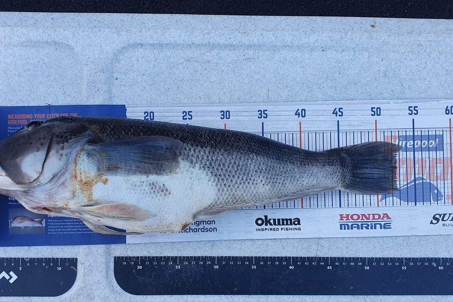 Sam Connor caught this 52.5cm Blue Cod at Dunedin during The Hirepool Baitmates Fishing Comp