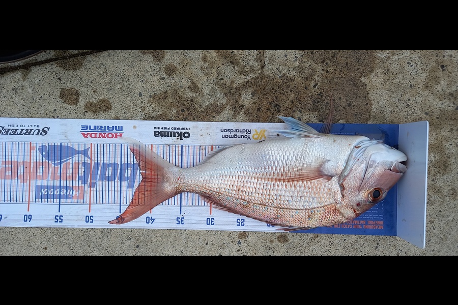 Mike Stainthorpe caught this 41.5cm Snapper at Whakatane during The Hirepool Baitmates Fishing Comp