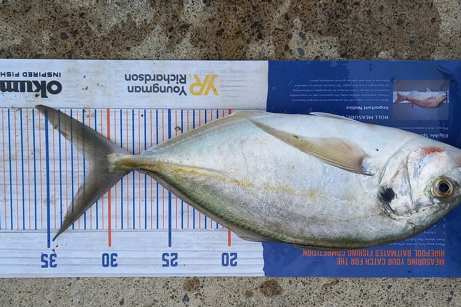 Mike Stainthorpe caught this 31.5cm Trevally at Whakatane during The Hirepool Baitmates Fishing Comp