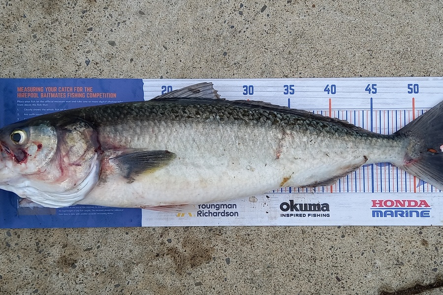 Mike Stainthorpe caught this 53.0cm Kahawai at Whakatane during The Hirepool Baitmates Fishing Comp