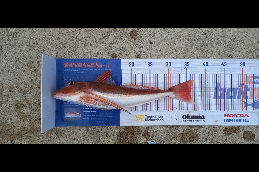 Mike Stainthorpe caught this 36.0cm Gurnard at Whakatane during The Hirepool Baitmates Fishing Comp