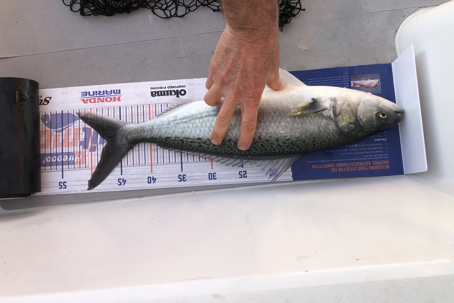 David Adams caught this 47.0cm Kahawai at Kawau Bay during The Hirepool Baitmates Fishing Comp