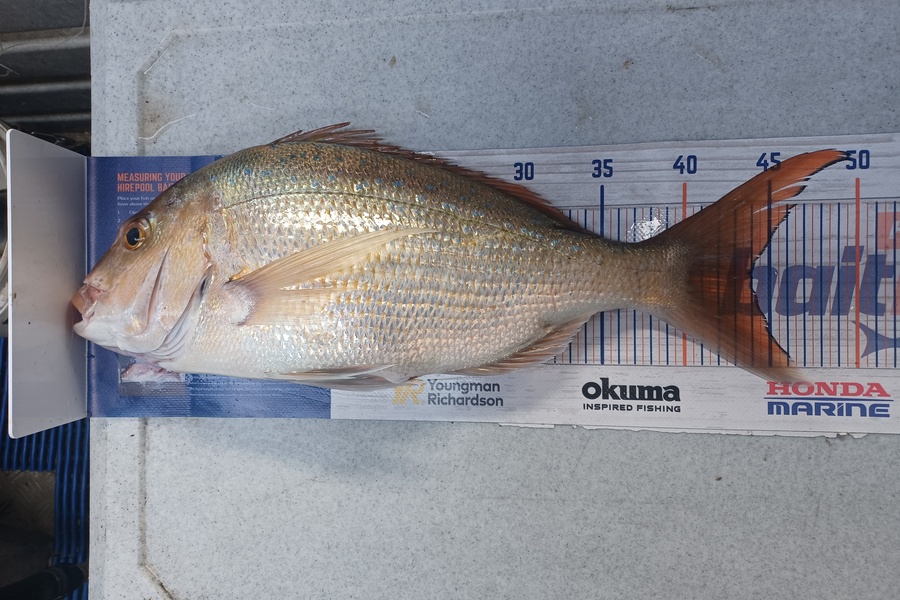 Brendon Iremonger caught this 44.0cm Snapper at Waitara  during The Hirepool Baitmates Fishing Comp