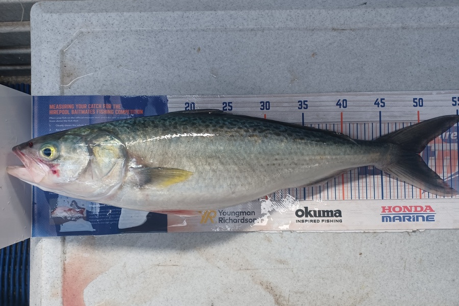 Brendon Iremonger caught this 50.0cm Kahawai at Waitara  during The Hirepool Baitmates Fishing Comp