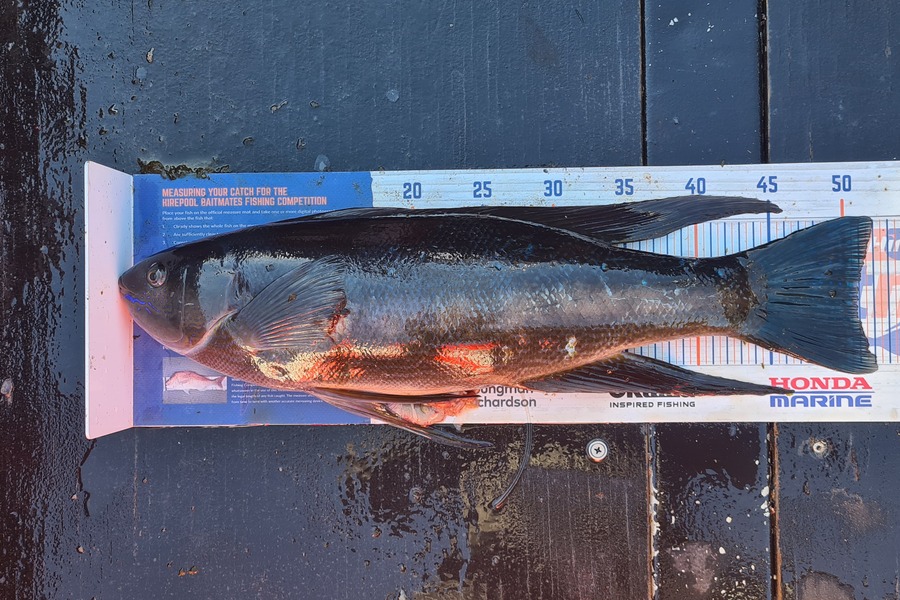 Dalkeith Matiaha caught this 51.0cm Butterfish at Mana during The Hirepool Baitmates Fishing Comp