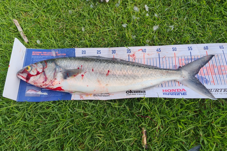 David Kovacs caught this 55.0cm Kahawai at Waitara  during The Hirepool Baitmates Fishing Comp