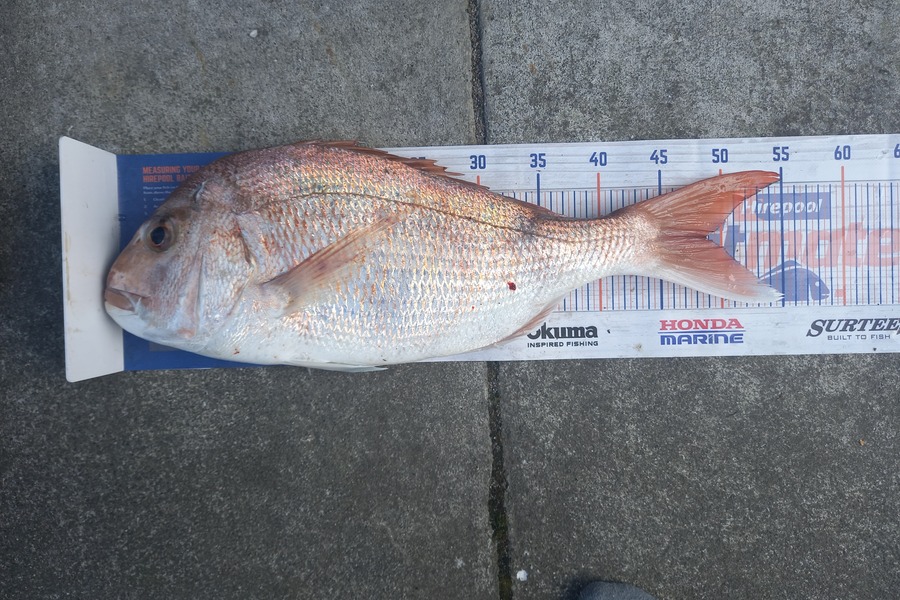 Des Gavin caught this 48.5cm Snapper at Bop during The Hirepool Baitmates Fishing Comp