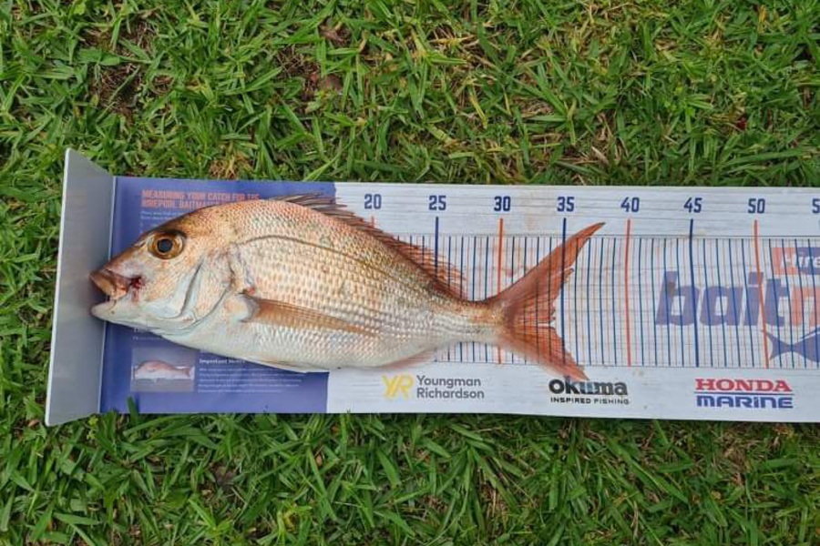 Kaleb Purser caught this 34.0cm Snapper at Ohope during The Hirepool Baitmates Fishing Comp